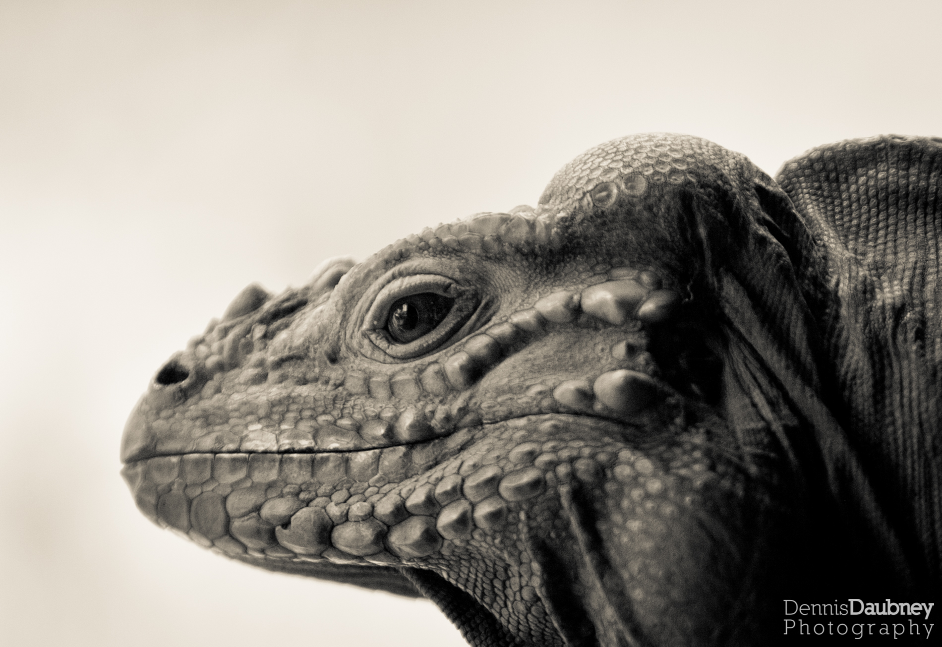 Rhinoceros Iguana, Iguana Cylura cornuta