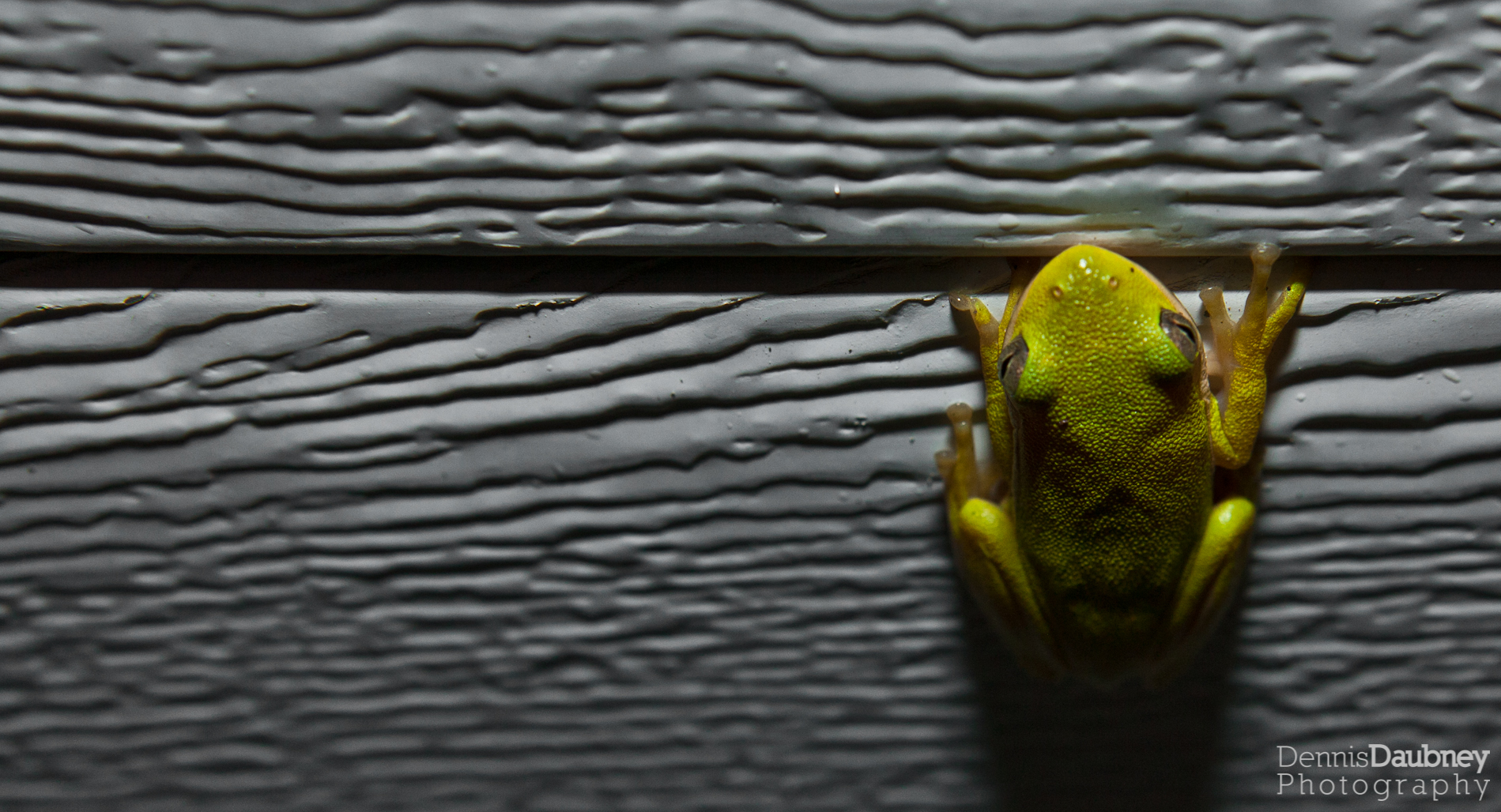 Georgia Tree Frog